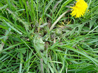 dandelion growing in the grass