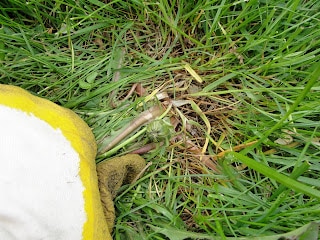 hand pulling aside a dandelion weed