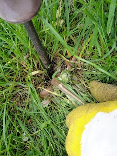 hands pushing weeding tool into the grass to remove dandelion