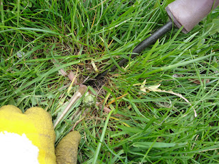 dandelion root digging tool poking into the grass