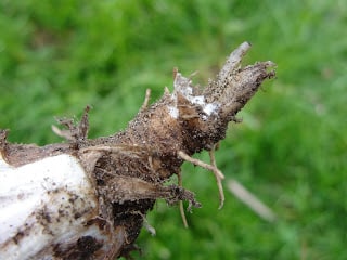 broken dandelion root in hand