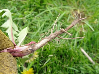 person holding dandelion root in hand