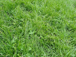 patch of grass