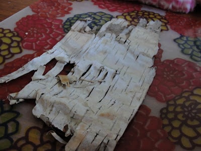 sheet of birch bark drying