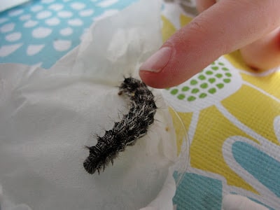 painted lady caterpillar