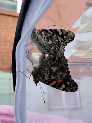 mating painted lady butterflies