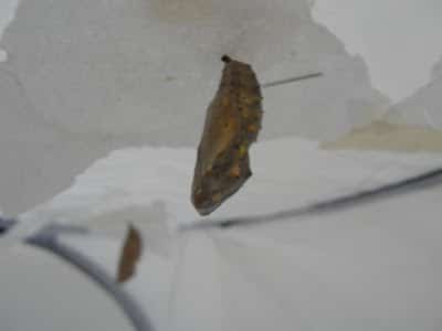 painted lady chrysalis