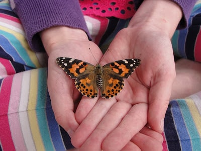 painted lady butterfly in child's hand