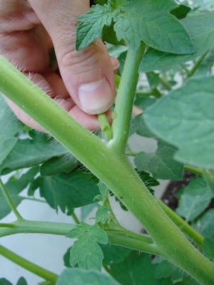 pinching suckers by hand