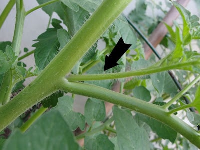 identifying a tomato sucker