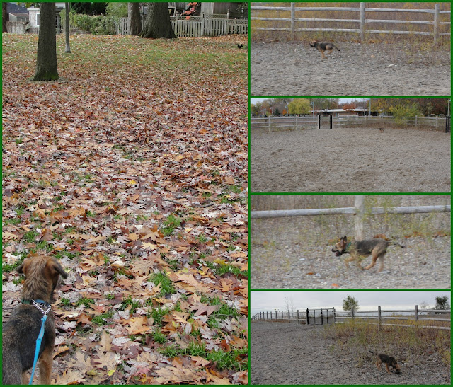 Dog at the dog park