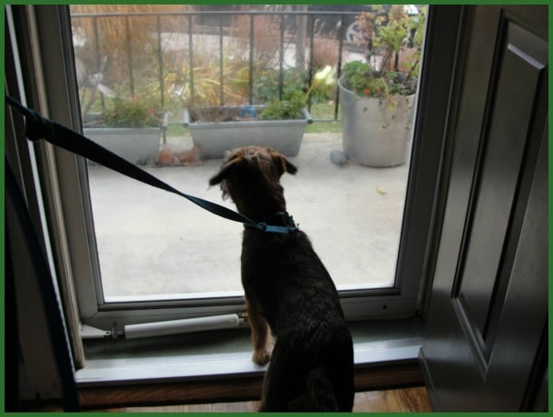 dog at the front door