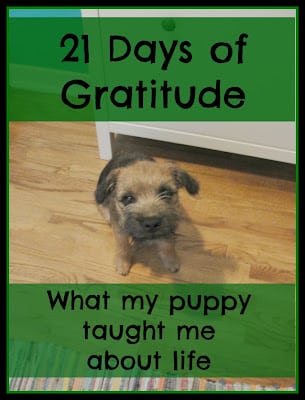 What my puppy taught me about life