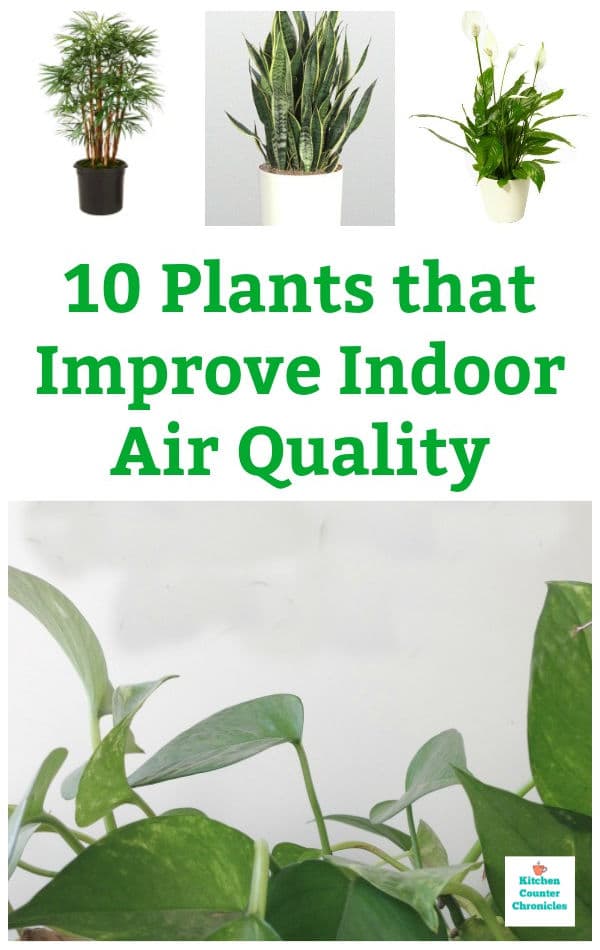 the best plants that improve indoor air quality