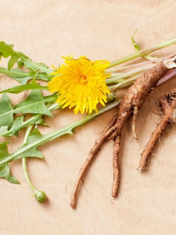 close up of dandelion plant with root